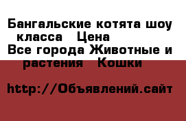 Бангальские котята шоу класса › Цена ­ 25 000 - Все города Животные и растения » Кошки   